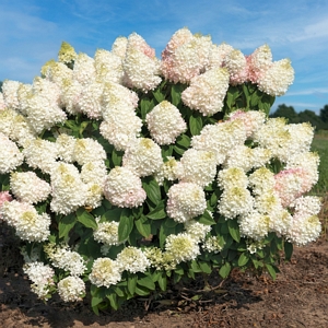 Hydrangea Sweet Starlight